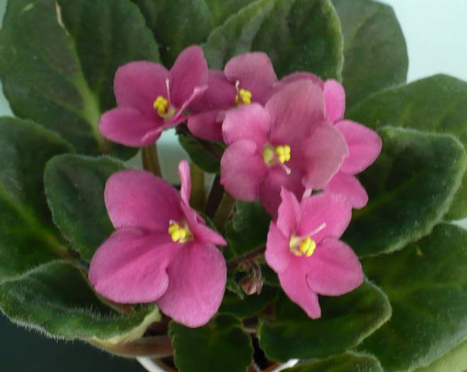 P1120754 - Saintpaulia - violete de camera