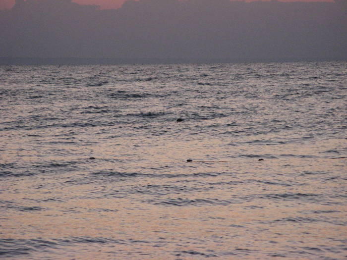 012 - rasarit 09 aug 2009