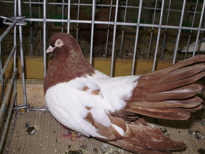 12272 ro 0 - 1507 partea 7b