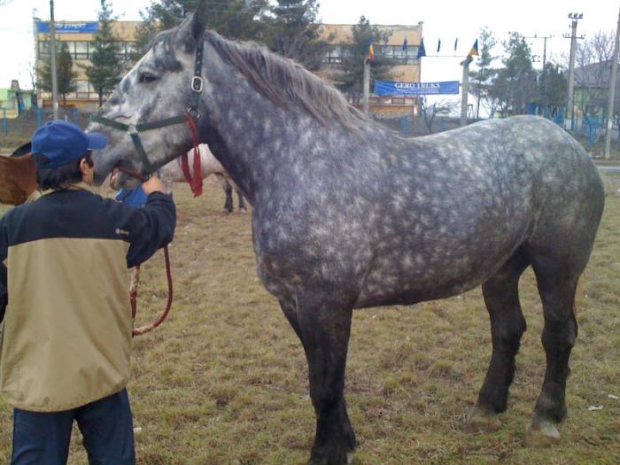 Percheron