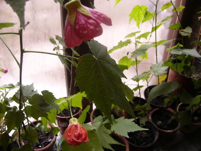 abutilon - Abutilon