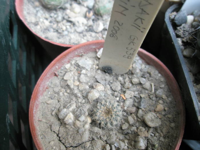 Frailea dadakii - cactusi la iernat 2008-2009