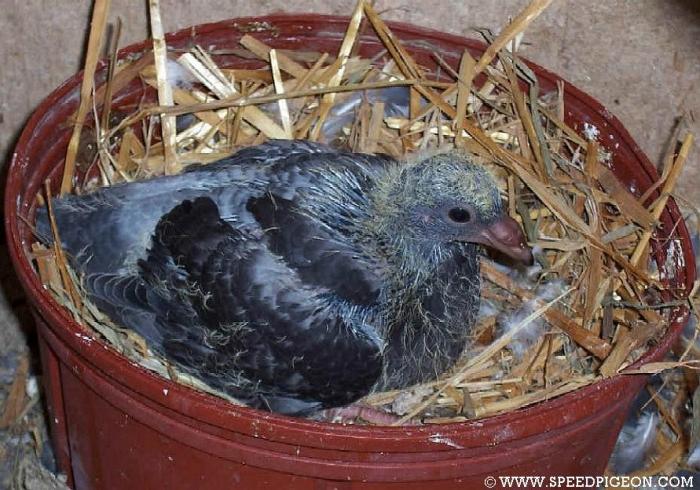17-Day - 8-Evolutia puiului de porumbei in 31 de zile
