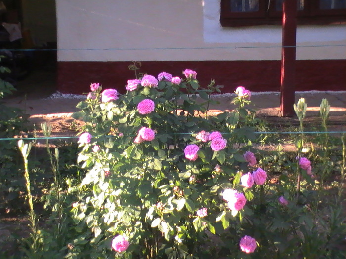 19-Mai - Anul 2009 in gradina mea