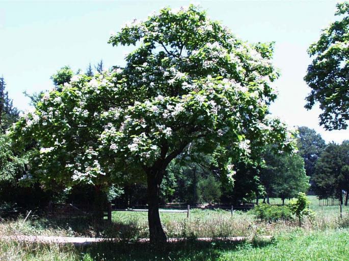 CATALPA.POZA