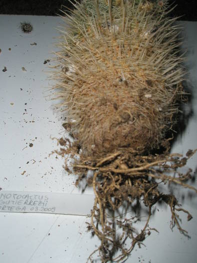 Notocactus gutierrezii