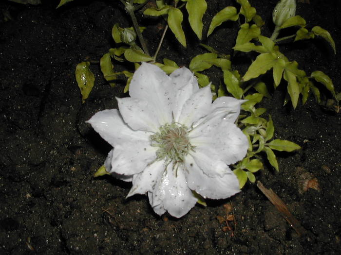 clematita alba - detaliu - flori noi