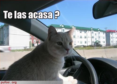 poze-amuzante-poza-amuzanta-pisa-este-la-volanul-masinii-si-vrea-sa-si-duca-pasagerul-din-dreapta