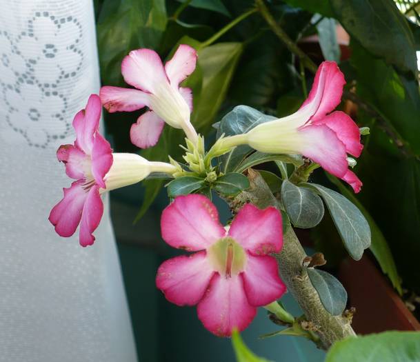 P1130408 - ADENIUM OBESUM