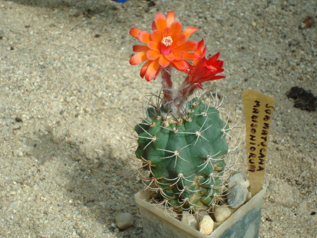 Submatucana  madisoniorum - Cactusi