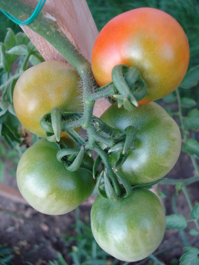 Tomato Cerise (2009, Sep.16)