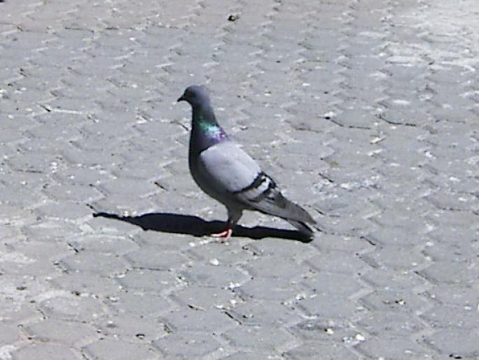 Picture 254 - 18c Bucuresti