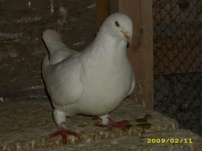 femela 2008 - nastase