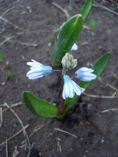 Striped Squill (2009, April 02) - PUSCHKINIA Scilloides