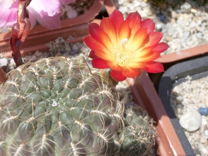 Sulcorebutia steinbachii v. bicolor - CACTUSI - ANUL 2008