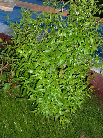 rodiu(punica) - plante de gradina