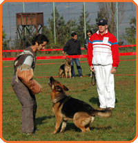 thumb_35-1 - CAINI- pisici-DIVERSE