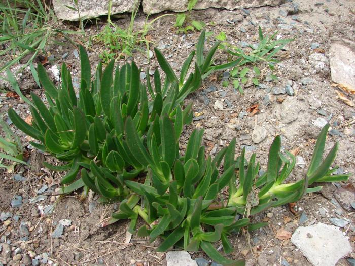 Carpobrotus edulis - Cactusi la Mangalia