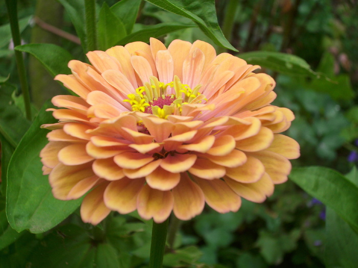 DSCI0330 - carciumarese-zinnia