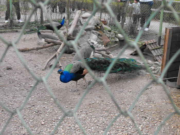 Paun 5 - Zoo 29-03-09