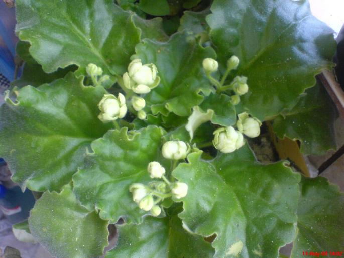 green ice 11.08 - violete 2009