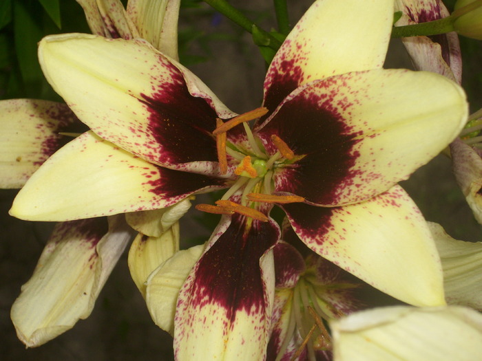 DSCI0809 - flori din gradina mea
