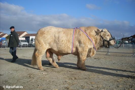 marele premiu -charolais-a-ve - Vaci de carne DANYJOJO