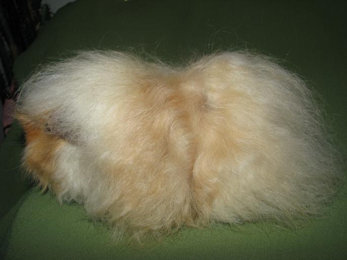 femela mohair buff-alb - 7_ porcusori de guineea MOHAIR