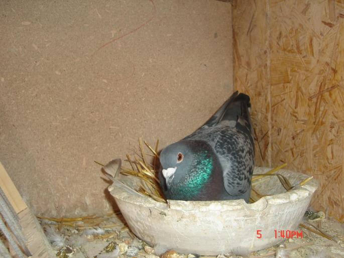Picture 409 - porumbeii unui prieten
