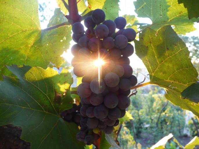 P1010004 - Gradina flori