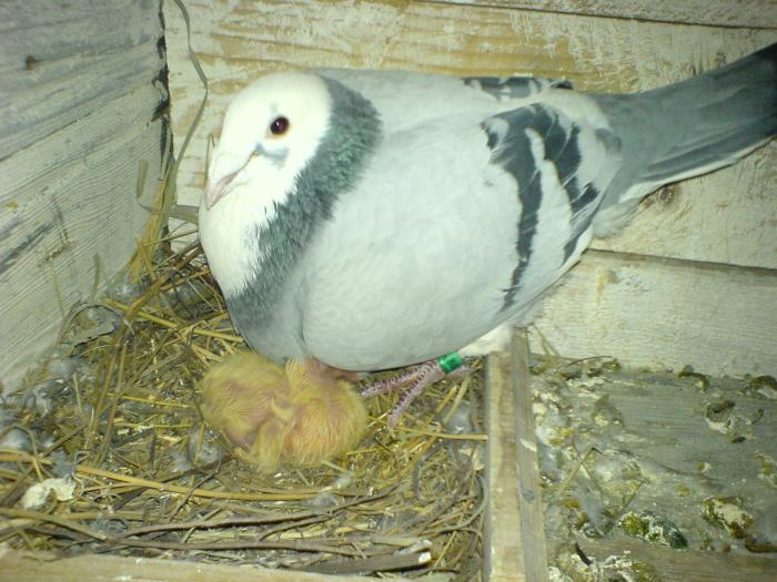 pagul si primul puisor,care va semana exact ca el (list)