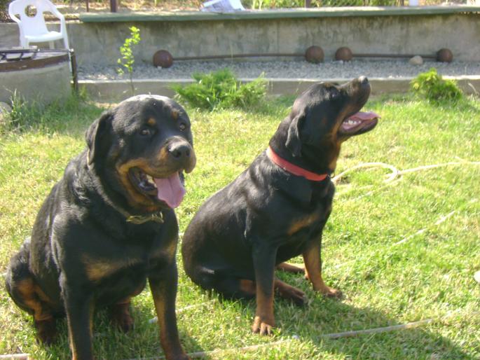 DSC00149 - JUCATORI ARDELENI SI DE CALARASI