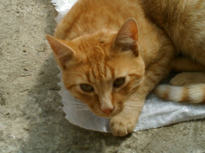 IMAG0049