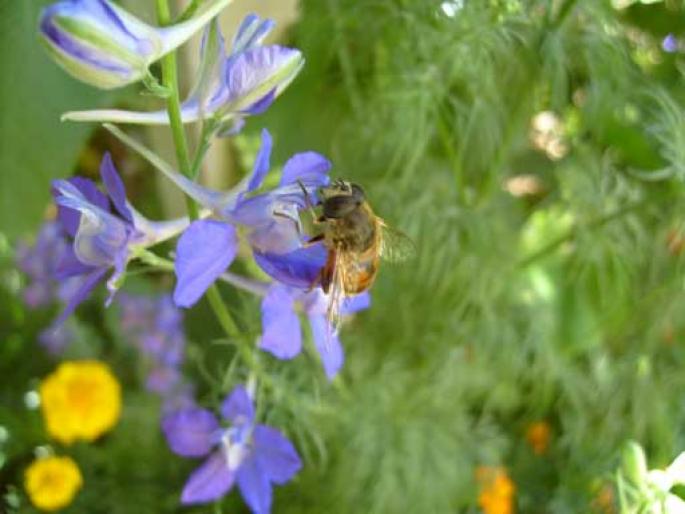 bee-purple-flower - flori