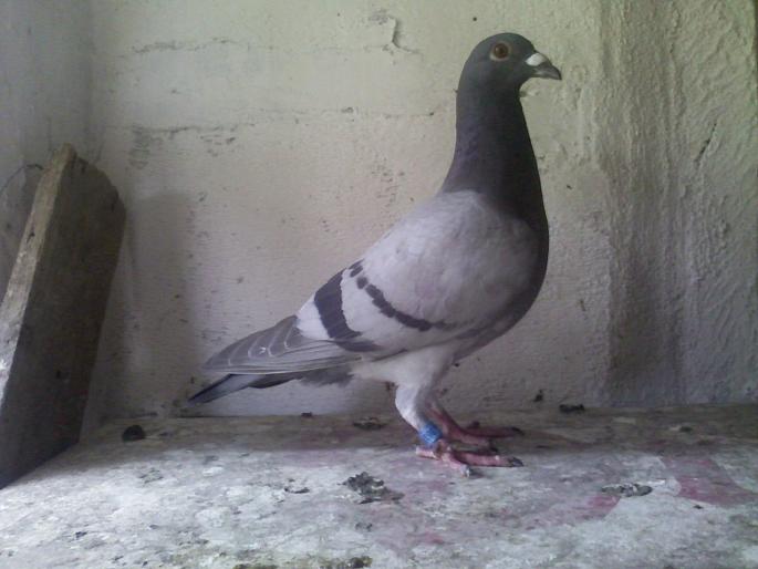 abraham N.adalbert SM