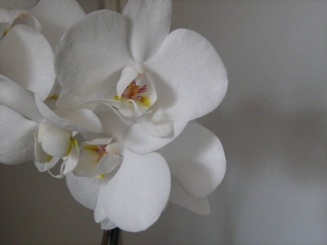 IMG_2665 - Orhideele in 2009