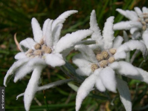 leontopodiumalpinum_stellaris - poze cu flori