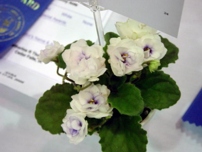 Optimara_Little_Moonstone_2005avsa_2 - violete de pe net 1