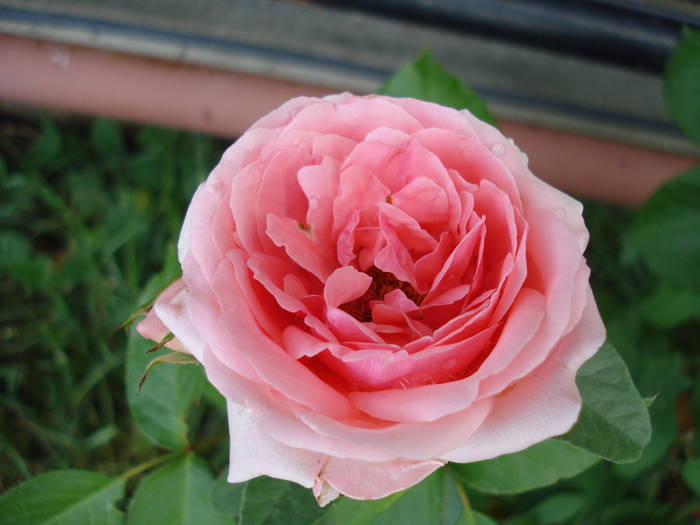 Rose Pleasure (2009, May 29)