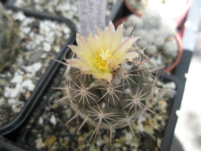 Coryphantha durangensis - 4.05 - Coryphantha