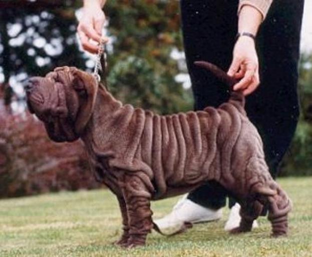 SHAR PEI - RASE CAINI