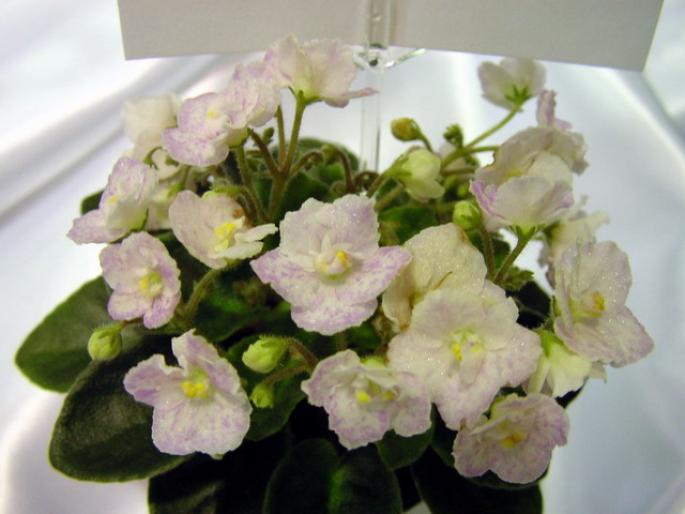 Lace_Shadows_2005avsa - violete de pe net