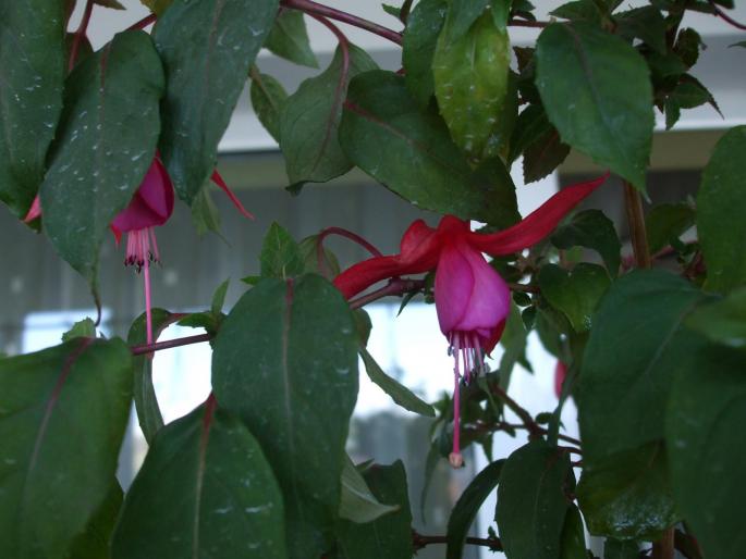 DSCF0592 - fuchsia