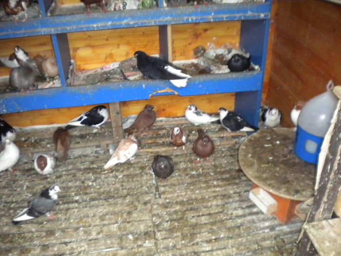 Picture 308 - Tanasescu 2