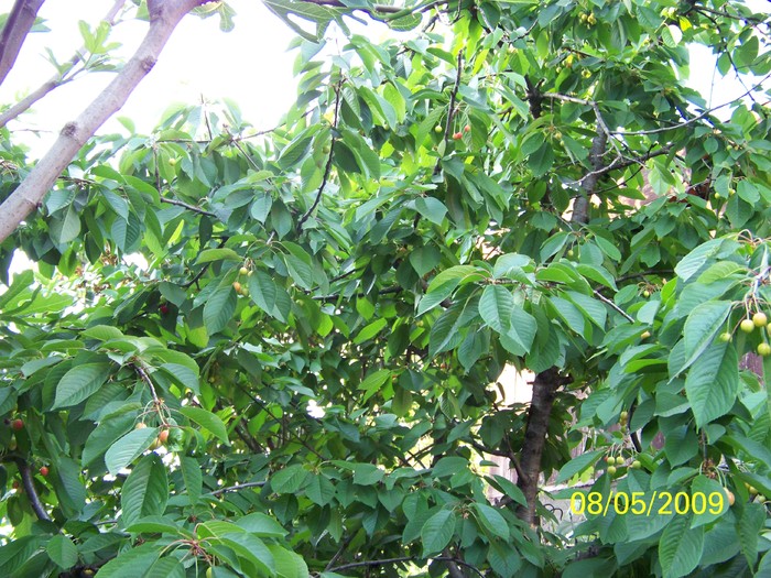 100_1664 - Primavara in curte  Timisoara