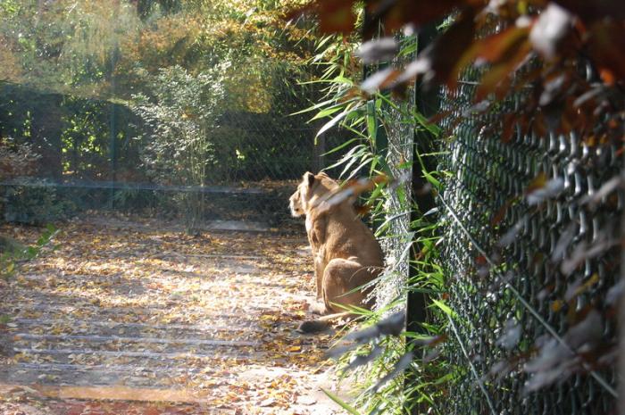 DSC_0026 - zoo amneville