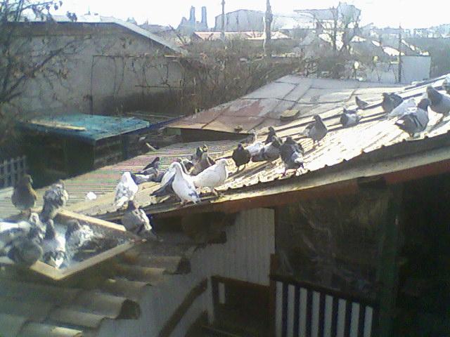 Fotografii-0047 - Copy - Copy - Porumbeii mei calatori