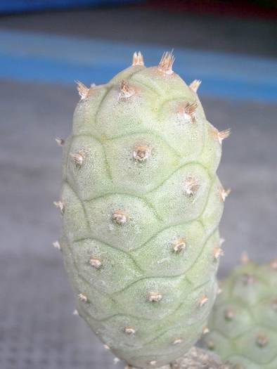  - Tephrocactus