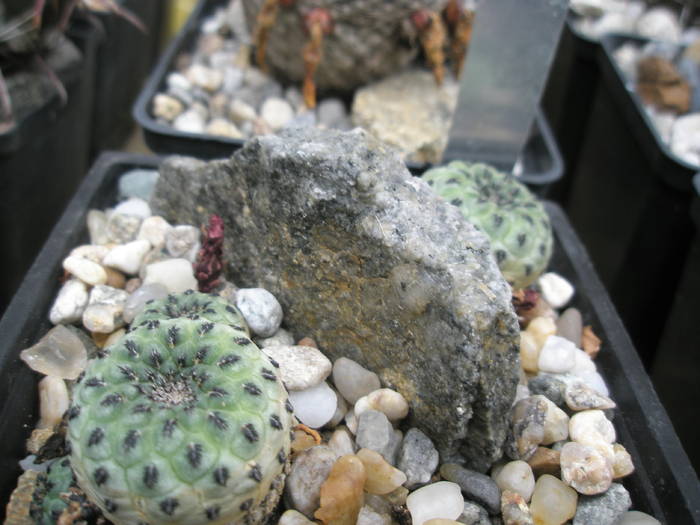 P6010097 - plantele lui George Nitu