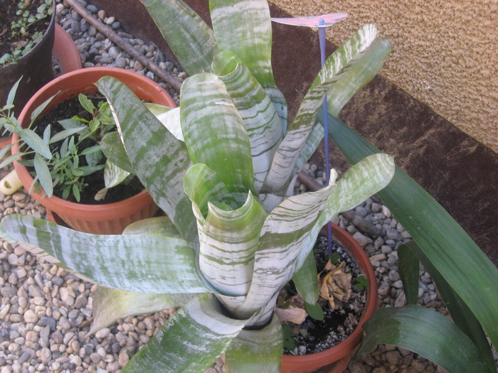 aechmea